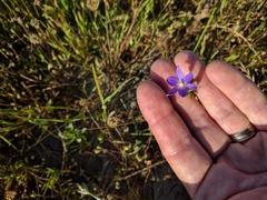 Brodiaea filifolia