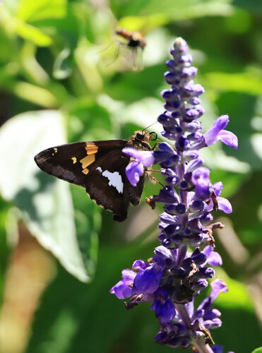 Silver-spotted Skipper