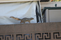 Sciurus niger rufiventer