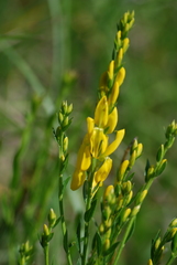 Genista tinctoria