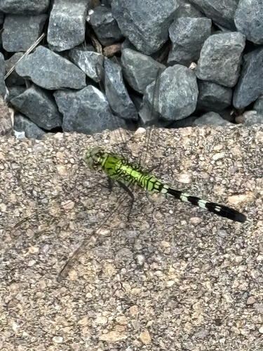 Eastern Pondhawk