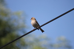 Haemorhous mexicanus