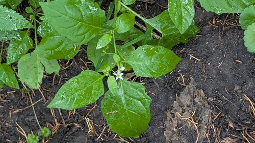 eastern black nightshade