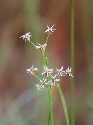 Fimbristylis spadicea observed 2026-09-12