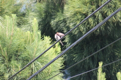 Haemorhous mexicanus