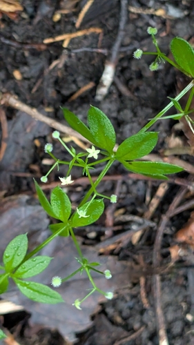fragrant bedstraw