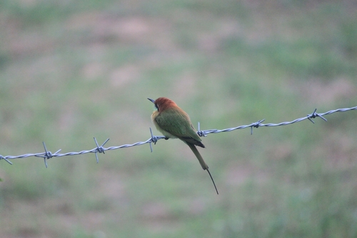 Asian Green Bee-eater
