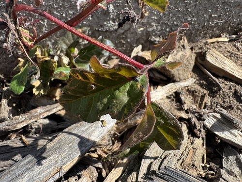 Pacific poison oak