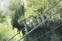 Haemorhous mexicanus