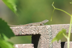 Sceloporus occidentalis longipes