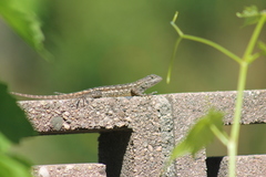 Sceloporus occidentalis longipes