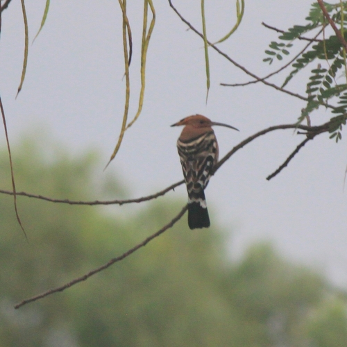 Common Hoopoe