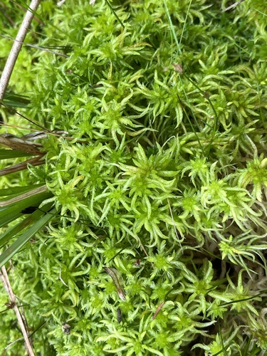 Cow-horn Bog-moss