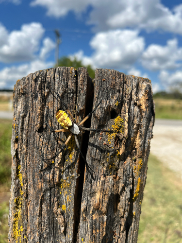 Yellow Garden Spider
