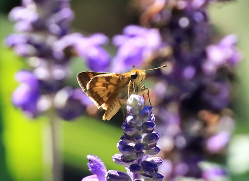 Peck's Skipper
