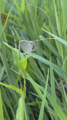 Eastern Tailed-Blue