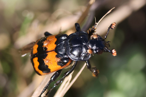 Banded Sexton Beetle