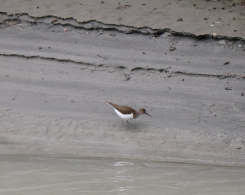 Common Sandpiper
