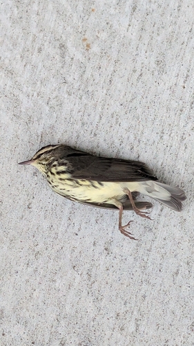 Northern Waterthrush