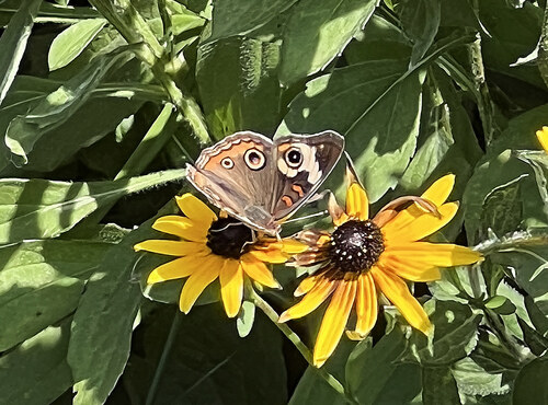 Common Buckeye