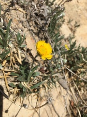 Tetraneuris acaulis