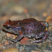 Large Toadlet - Photo (c) Ursula Skjonnemand, some rights reserved (CC BY-NC)
