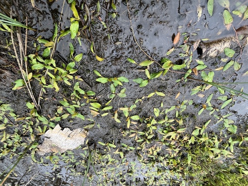 Bog Pondweed