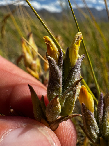 Chloropyron maritimum, photograph 1