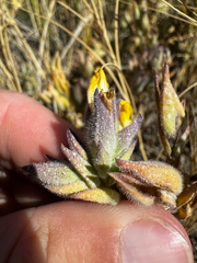Chloropyron maritimum, photograph (c) Parker James Lloyd, some rights reserved (CC BY)