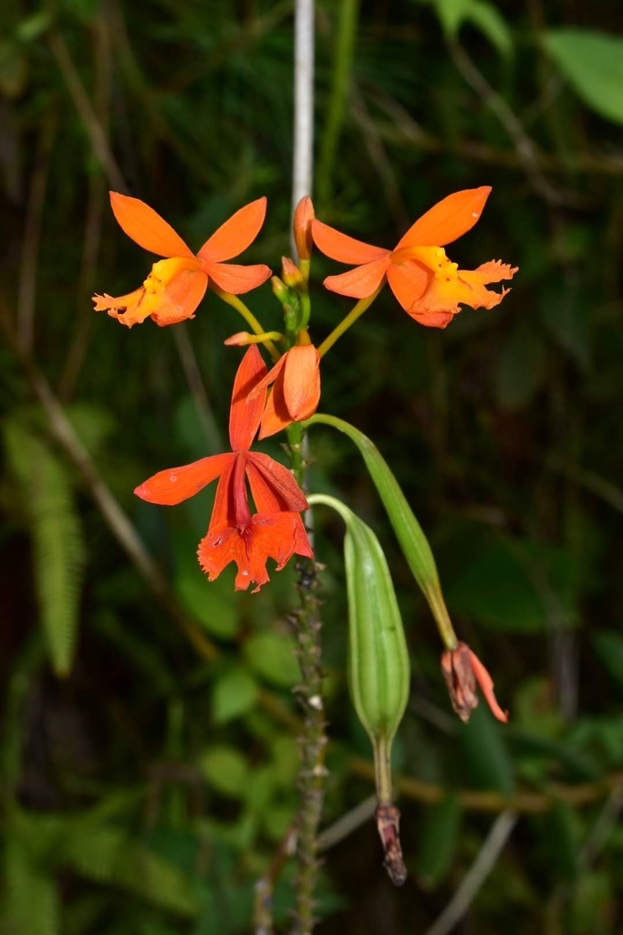 Fire-star orchid from Santiago Lachiguiri, Oaxaca, Mexico on September ...