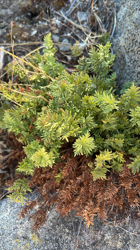 serpentine fern