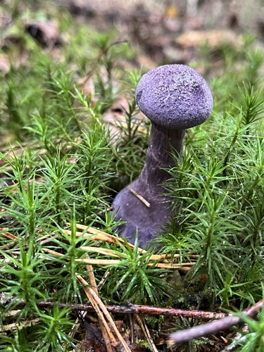 violet webcap