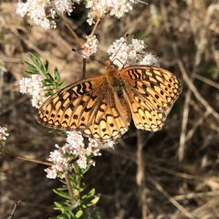 Speyeria callippe comstocki