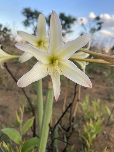 Hippeastrum stapfianum