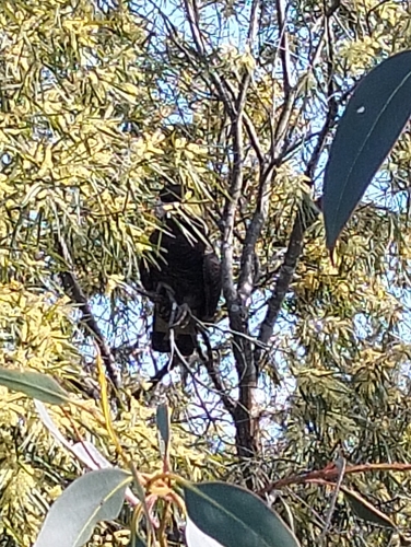 Yellow-tailed Black Cockatoo