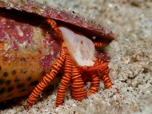 Ciliopagurus strigatus, 2026-04-14