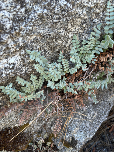 Bridges' cliffbrake