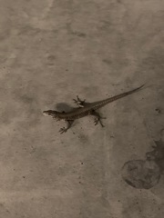 Podarcis muralis