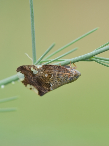 Black planthopper