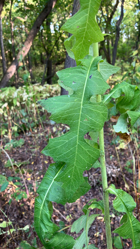 Lactuca biennis, photograph 4