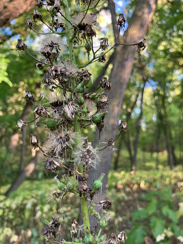 Lactuca biennis, photograph 5