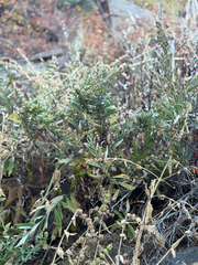 Artemisia douglasiana
