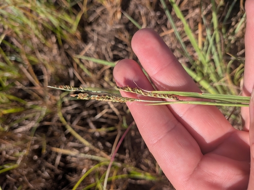 Paspalum plicatulum