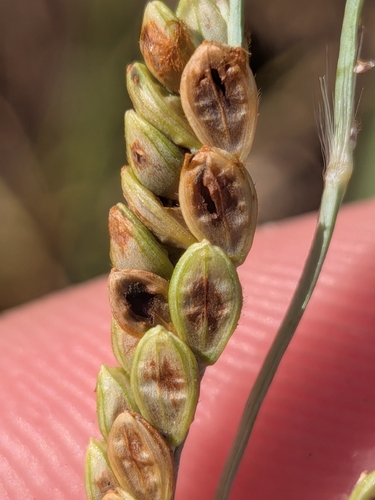 Paspalum plicatulum, photograph 1