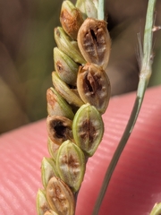 Paspalum plicatulum, photograph author not stated, no rights reserved