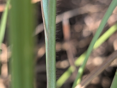 Paspalum plicatulum, photograph author not stated, no rights reserved