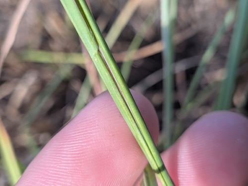 Paspalum plicatulum, photograph 3
