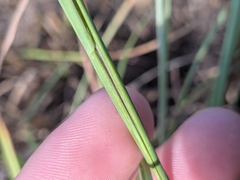 Paspalum plicatulum, photograph author not stated, no rights reserved