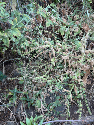 Stachys albens, photograph 4
