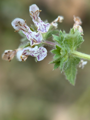 (c) klicklo, some rights reserved (CC BY) Stachys albens, photograph (c) klicklo, some rights reserved (CC BY)